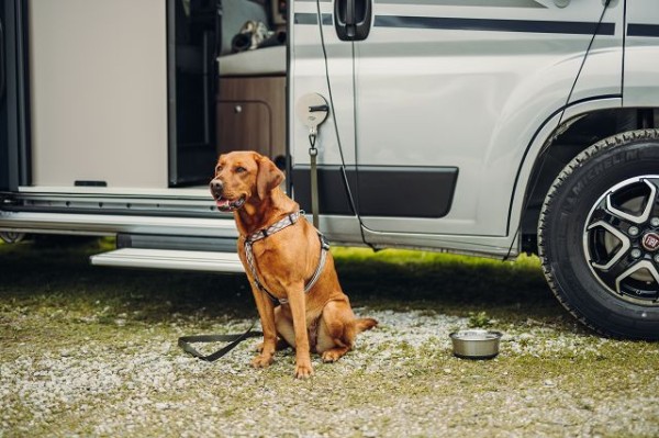 Support à ventouse attache laisse de chien