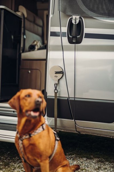 suction cup dog leash fixation