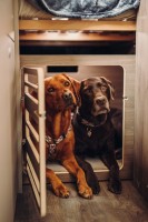 Hundegitter